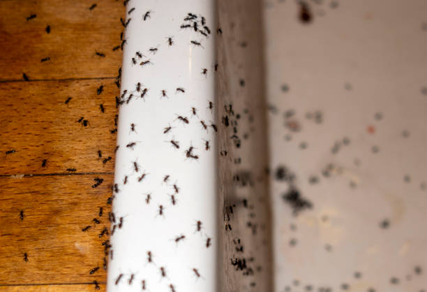 Best Pest Removal Services  in Osseo, MN