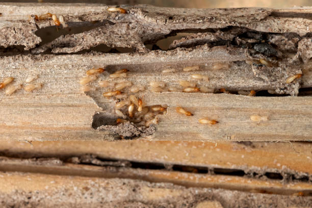 Best Local Pest Control Services  in Osseo, MN